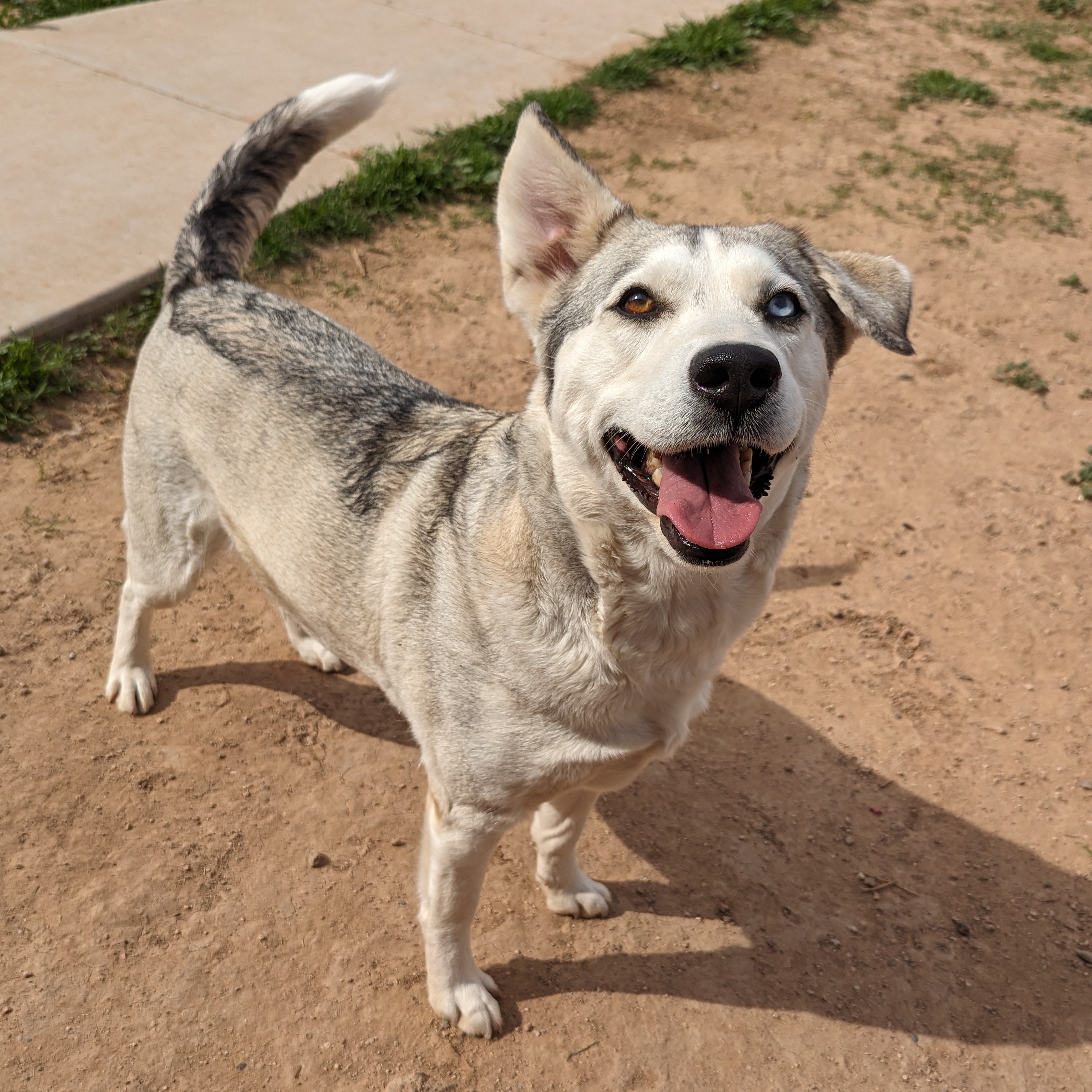 Enlarge Margot, a Adoptable mixed breed in Phoenix, AZ image 4/4