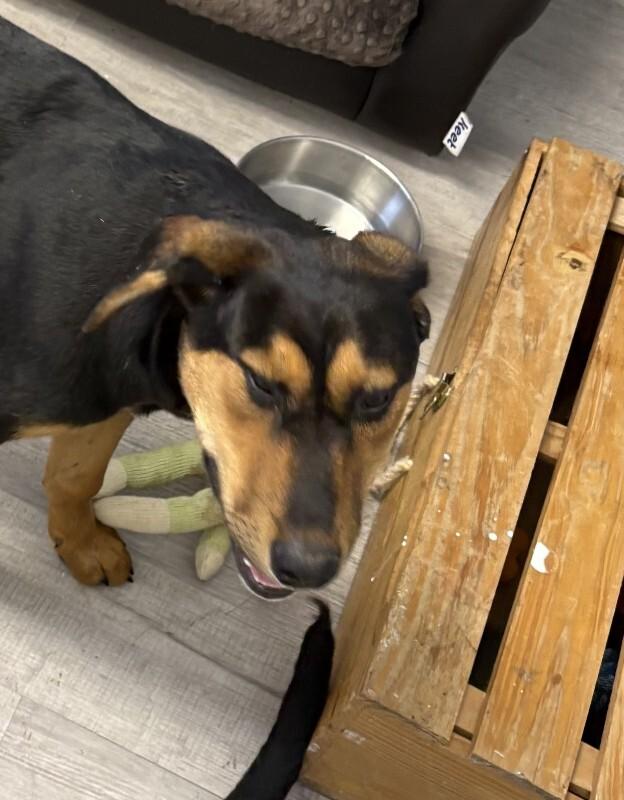 Mooshy 3/3/2026, Adoptable, Adult Female Hound.