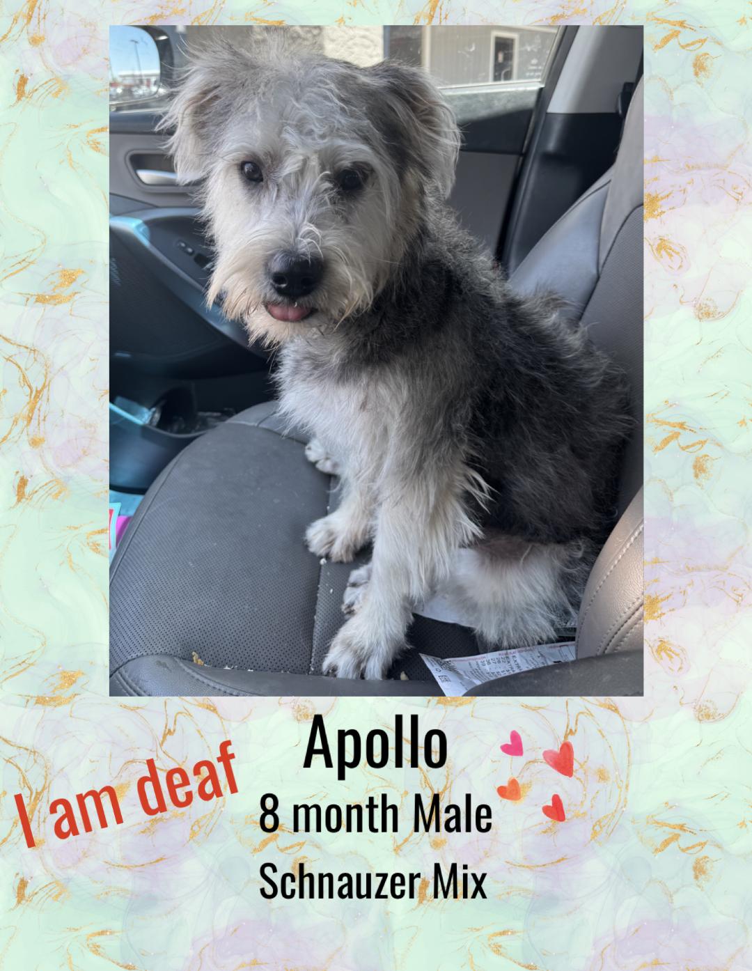 APOLLO - 8 MONTH SCHNAUZER MIX MALE @PETCO, 5011 E. RAY ROAD, PHX 85044 ON FRI & SAT, JULY 4th & 5th