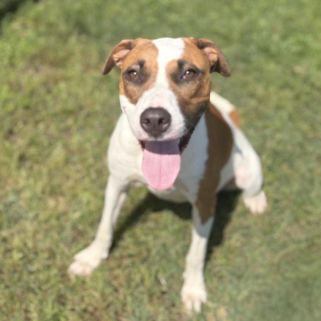 Patch 26-05-078, Adoptable, Adult Female Mixed Breed & Mixed Breed.
