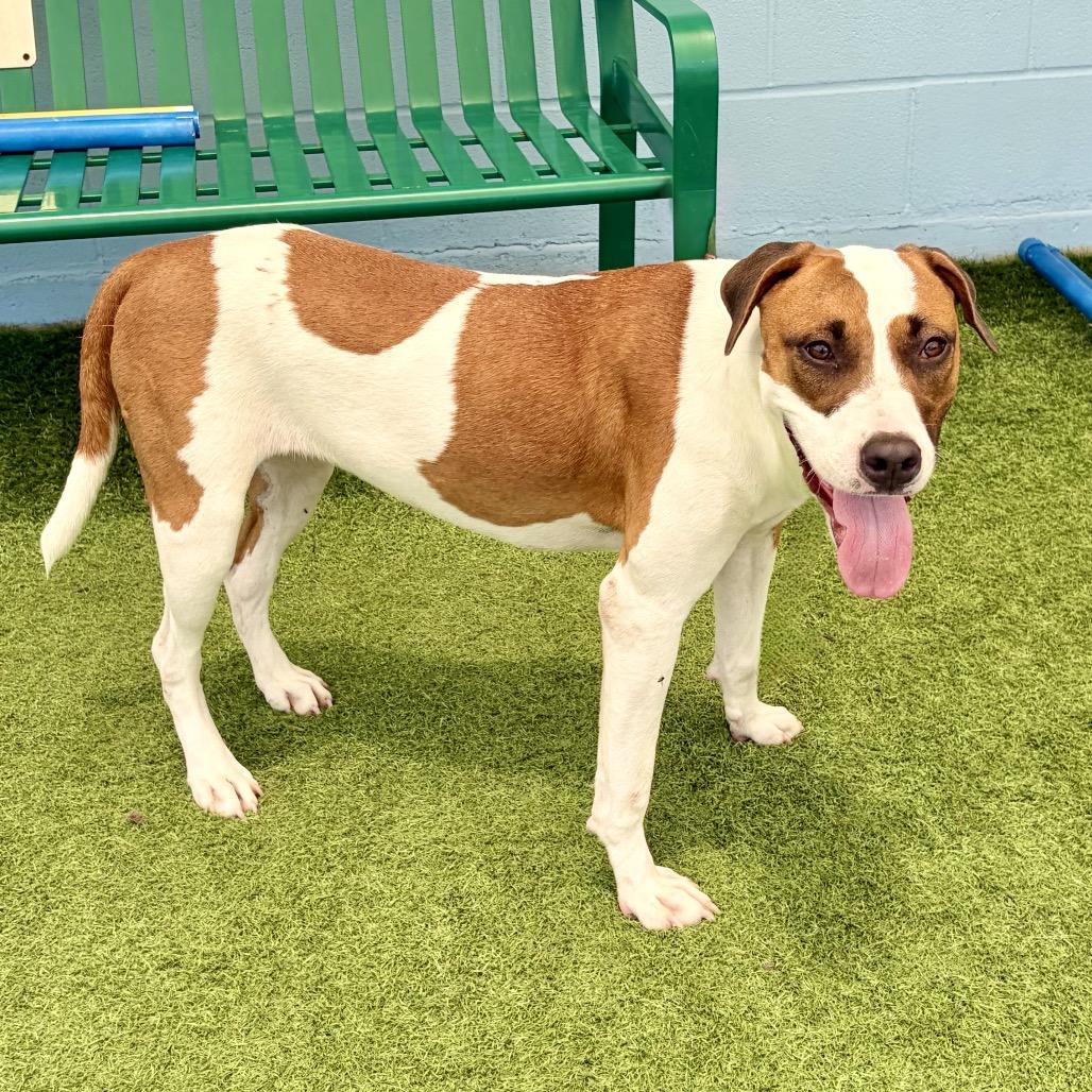 Enlarge Patch 26-05-078, a Adoptable mixed breed in Bastrop, TX image 2/6
