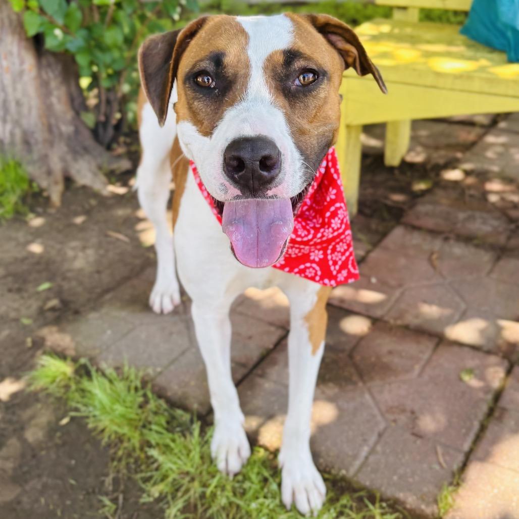 Enlarge Patch 26-05-078, a Adoptable mixed breed in Bastrop, TX image 3/6