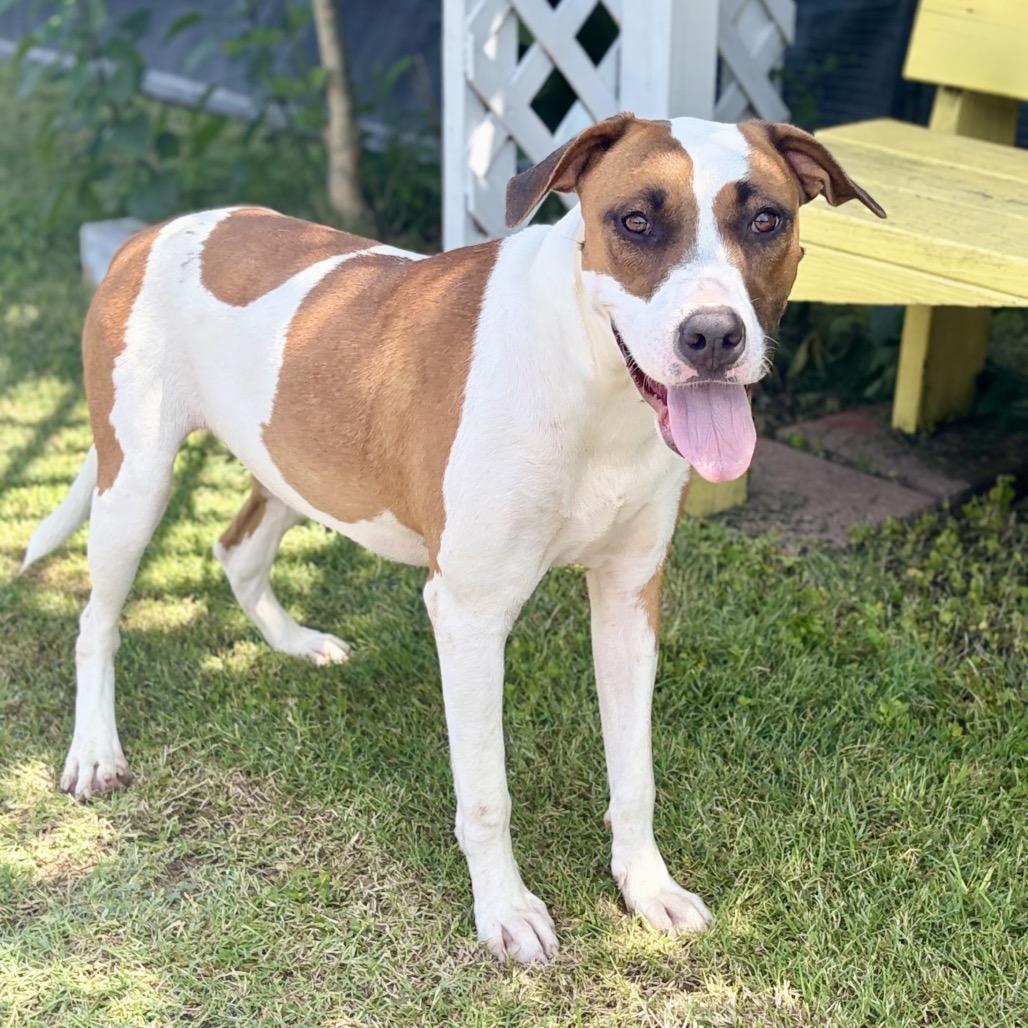 Enlarge Patch 26-05-078, a Adoptable mixed breed in Bastrop, TX image 4/6