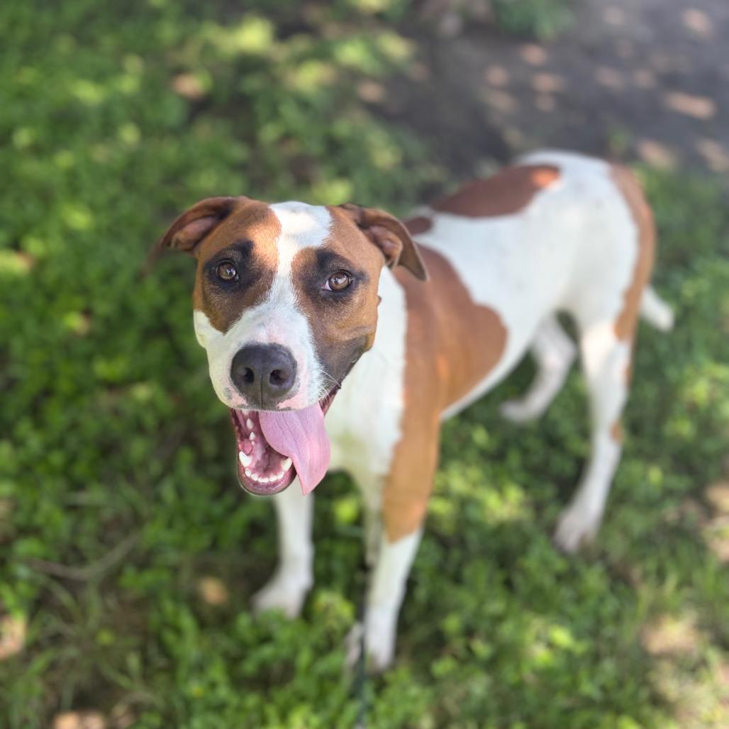 Enlarge Patch 26-05-078, a Adoptable mixed breed in Bastrop, TX image 6/6