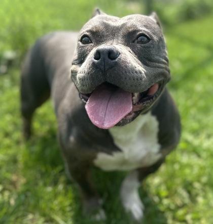 Enlarge Skye, an adopted Mixed Breed in Dubuque, IA image 1/1