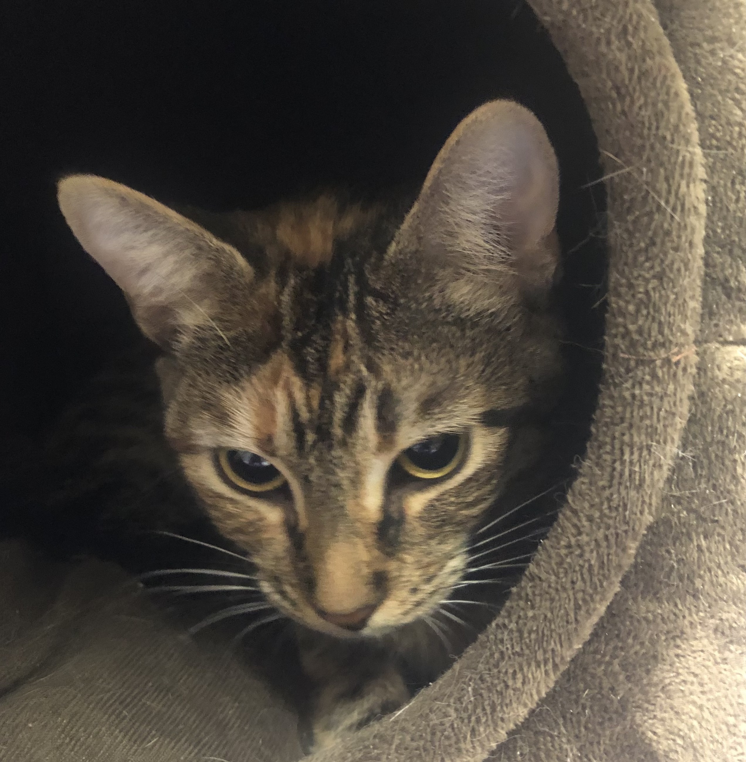 Annabelle, Adoptable, Young Female Tabby & Calico.