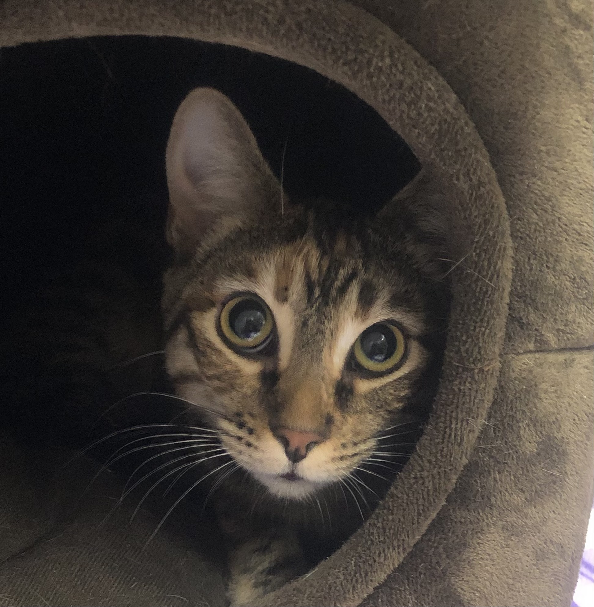 Enlarge Annabelle, a Adoptable mixed breed in Lompoc, CA image 2/4