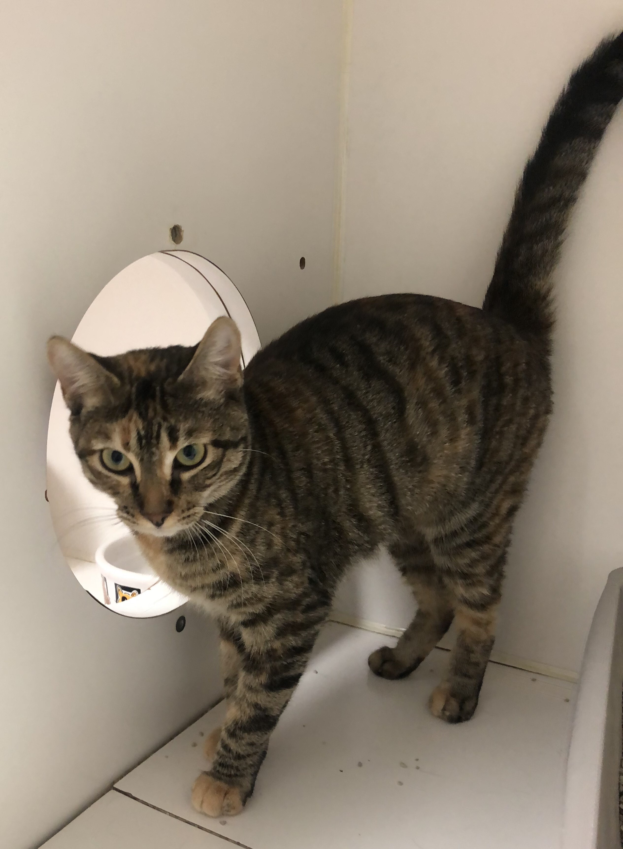 Enlarge Annabelle, a Adoptable mixed breed in Lompoc, CA image 3/4
