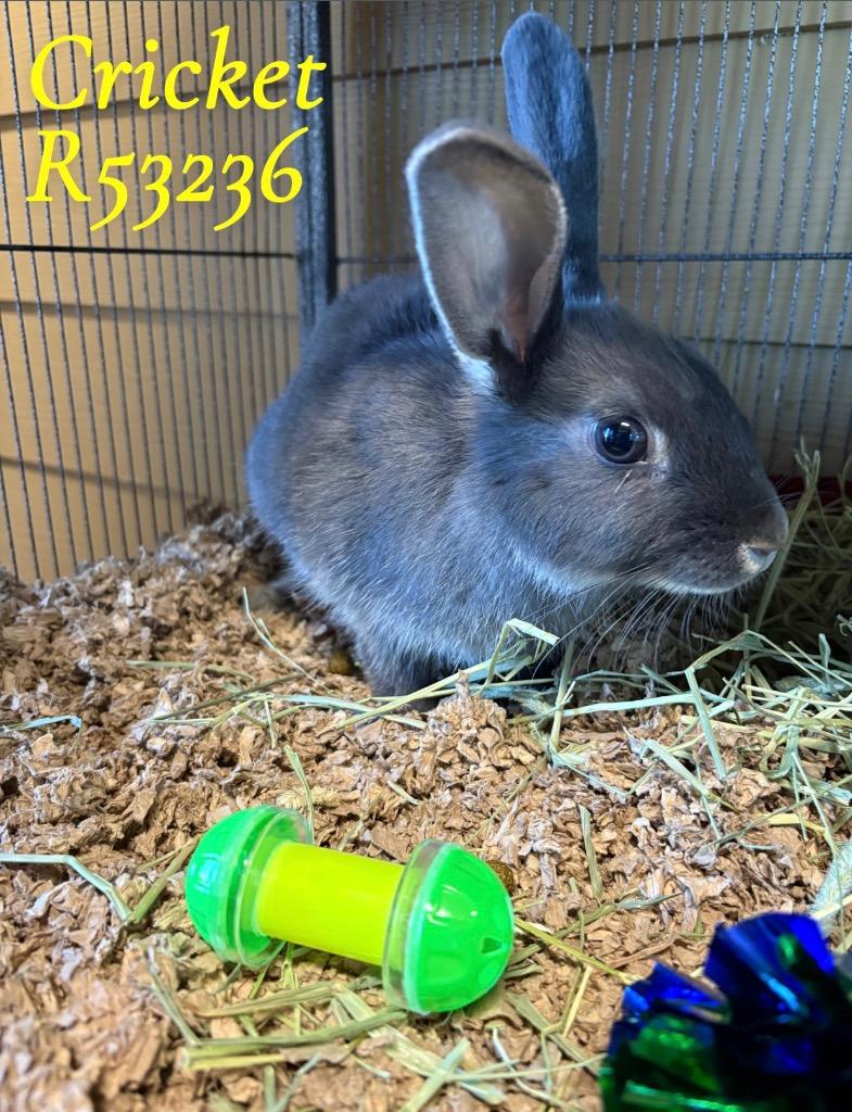 Enlarge Cricket, a Adoptable American in Clarksville, TN image 1/1