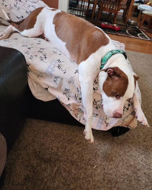 Lucy, a Adoptable mixed breed in Baltimore, MD image 1/3
