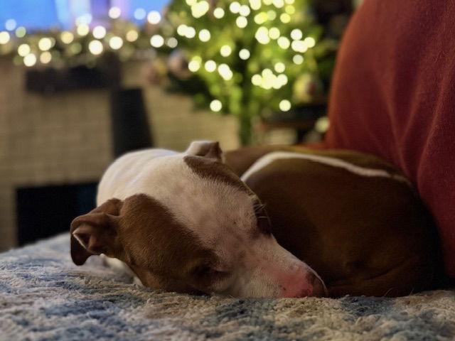 Lucy, a Adoptable mixed breed in Baltimore, MD image 2/3