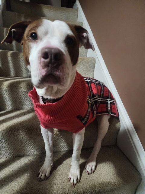 Lucy, a Adoptable mixed breed in Baltimore, MD image 3/3
