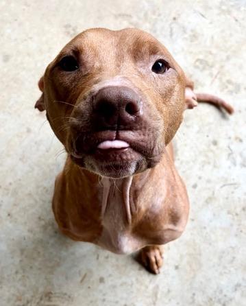 Stanley, a Adoptable American Staffordshire Terrier in Covington, LA image 2/6