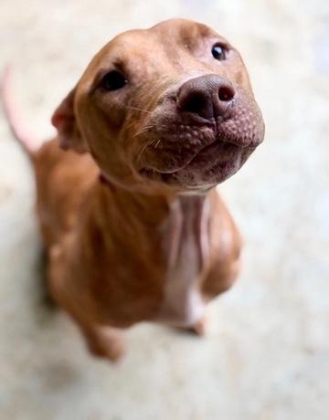 Stanley, Adoptable, Young Male American Staffordshire Terrier.