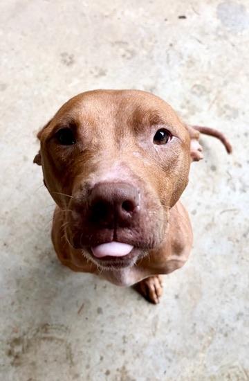 Stanley, a Adoptable American Staffordshire Terrier in Covington, LA image 5/6