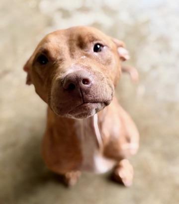 Stanley, a Adoptable American Staffordshire Terrier in Covington, LA image 3/6
