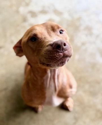 Stanley, a Adoptable American Staffordshire Terrier in Covington, LA image 6/6