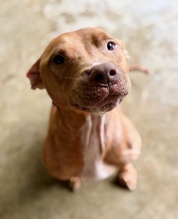 Stanley, a Adoptable American Staffordshire Terrier in Covington, LA image 4/6