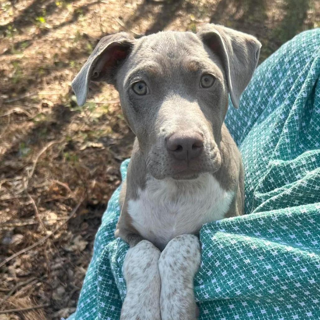 Enlarge Limerick, an adopted mixed breed in Medford, NY image 3/5