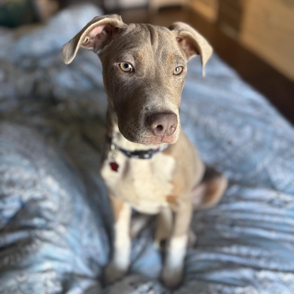 Enlarge Limerick, an adopted mixed breed in Medford, NY image 5/5