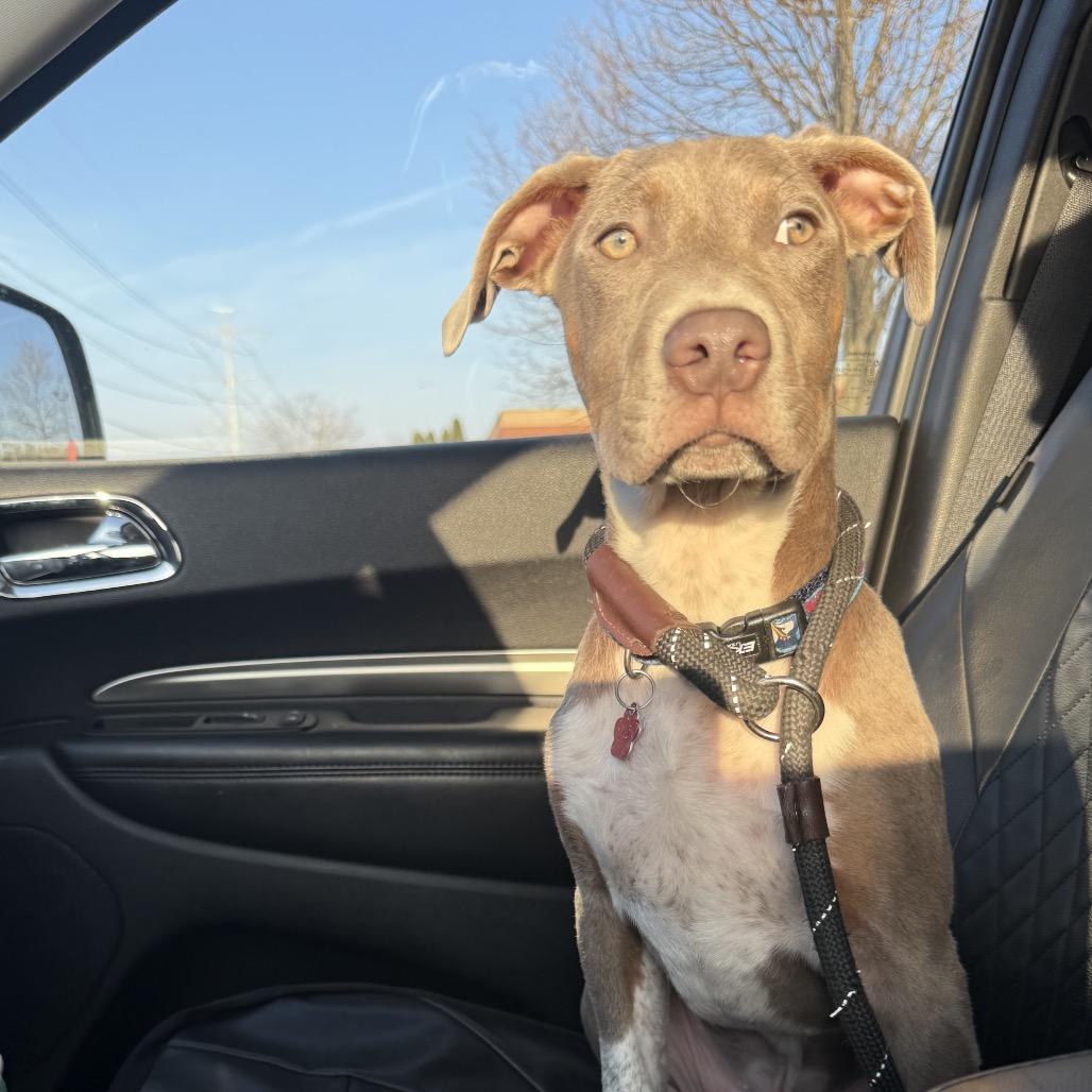 Enlarge Limerick, an adopted mixed breed in Medford, NY image 2/5