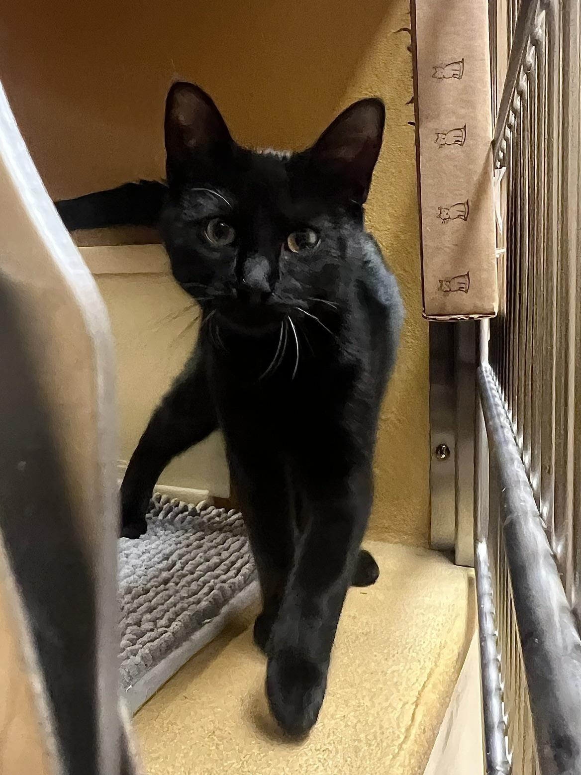 Enlarge Luna 2, a Adoptable Domestic Short Hair in Barrington Hills, IL image 1/3