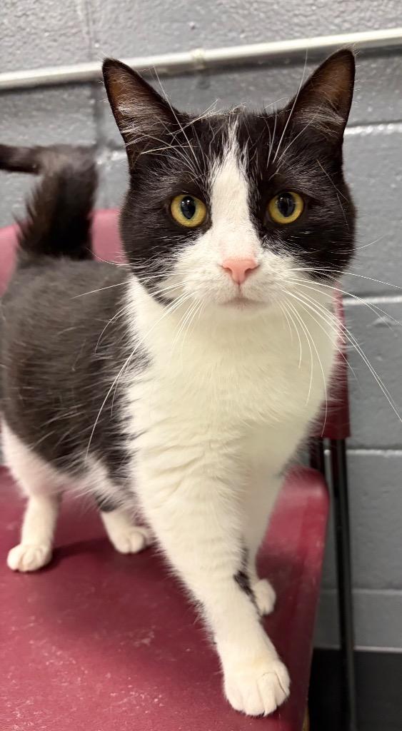 Enlarge Wednesday, a Adoptable mixed breed in Huntington, IN image 1/3