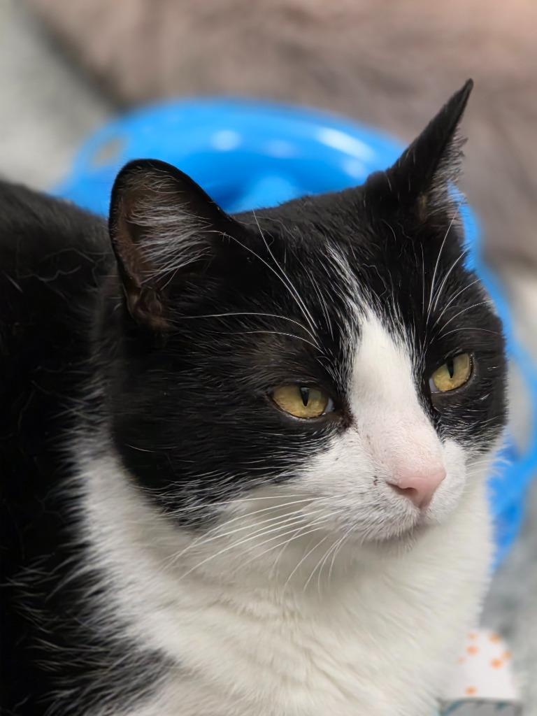 Wednesday, a Adoptable mixed breed in Huntington, IN image 2/4