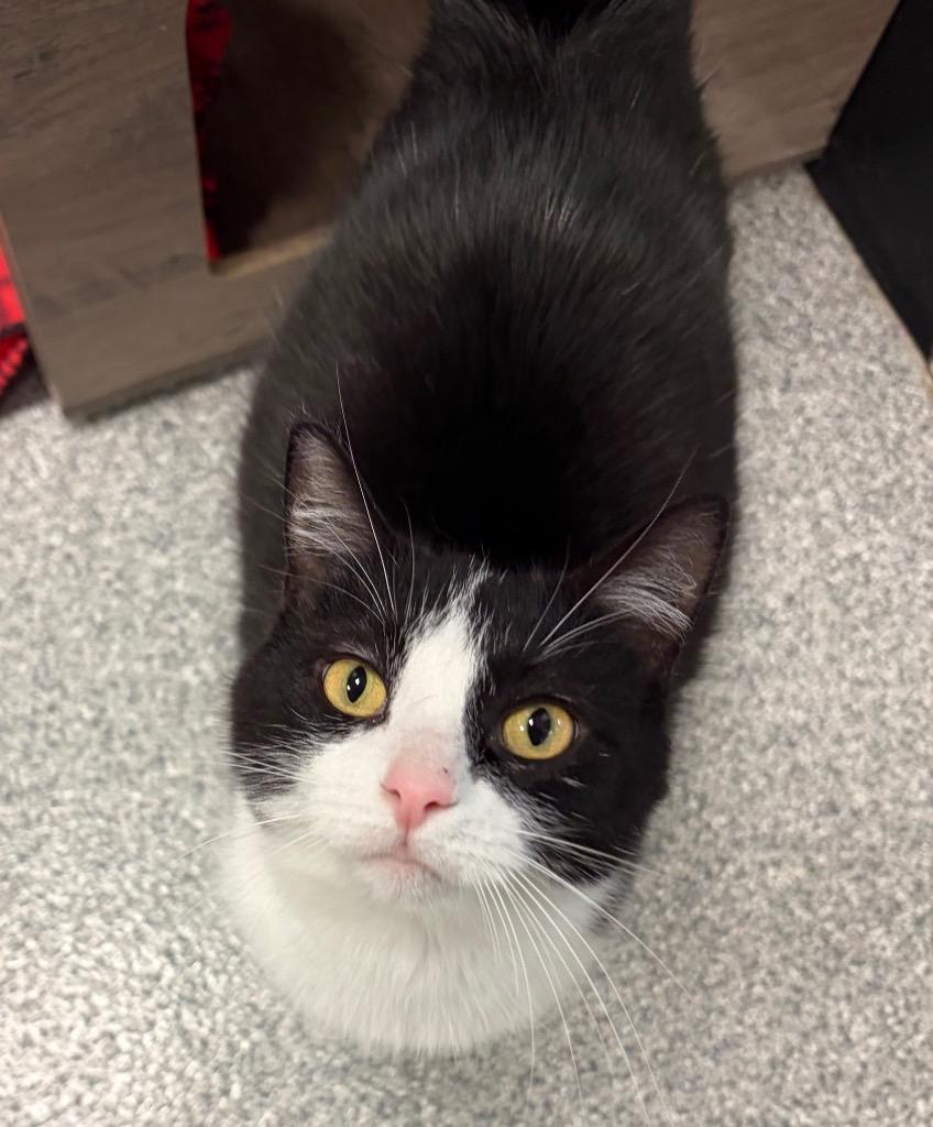 Enlarge Wednesday, a Adoptable mixed breed in Huntington, IN image 2/3