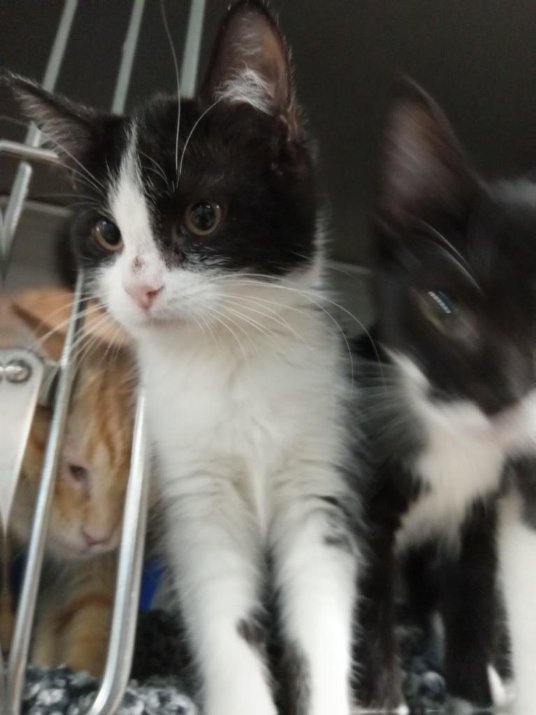 Enlarge Wednesday, a Adoptable mixed breed in Huntington, IN image 3/3