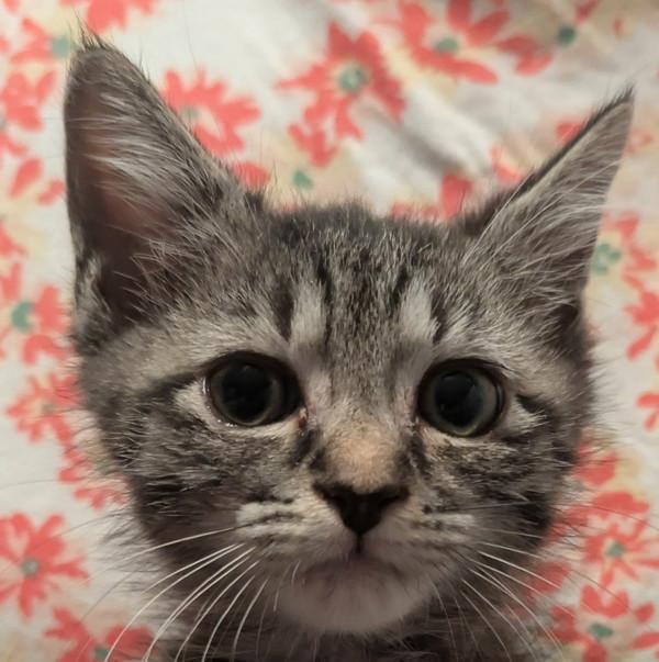 Muff, Adoptable, Kitten Male Domestic Medium Hair.