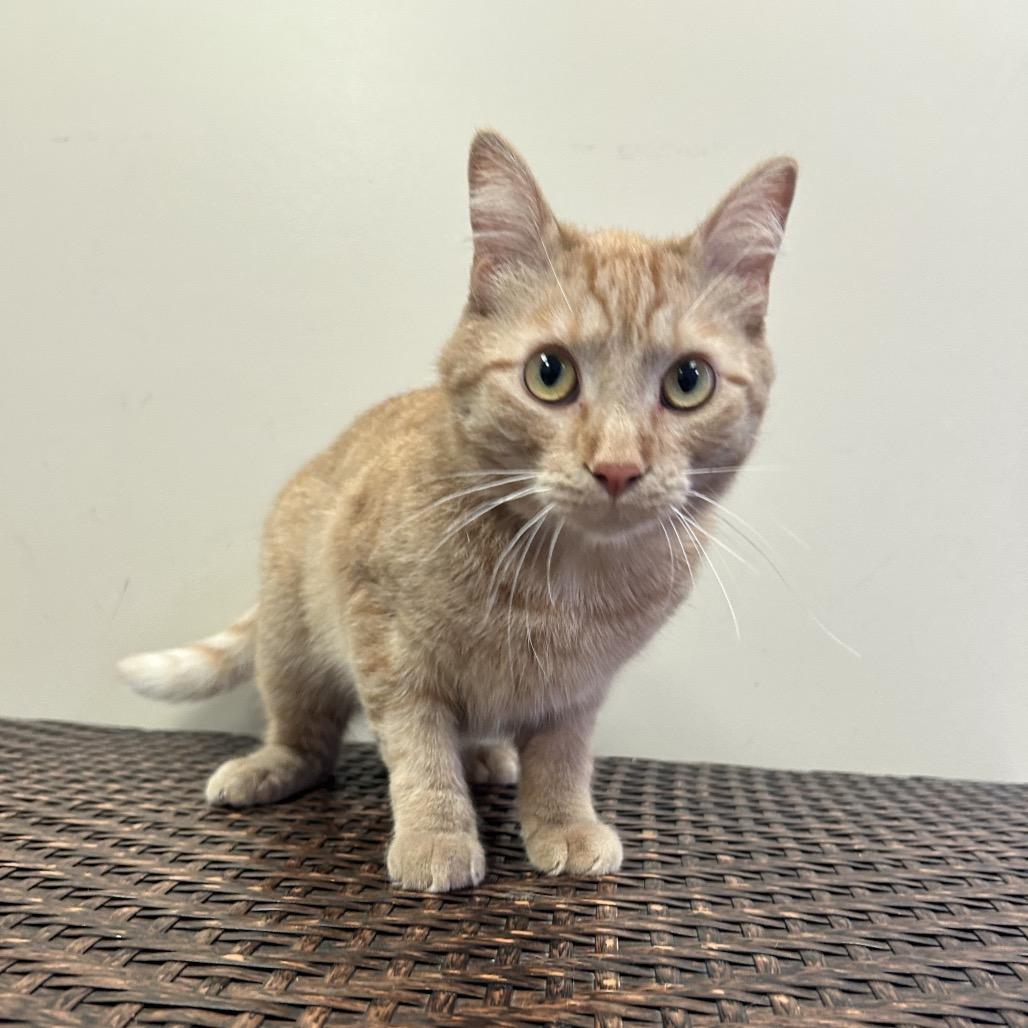 Squirrel, Adoptable, Adult Male Domestic Short Hair.