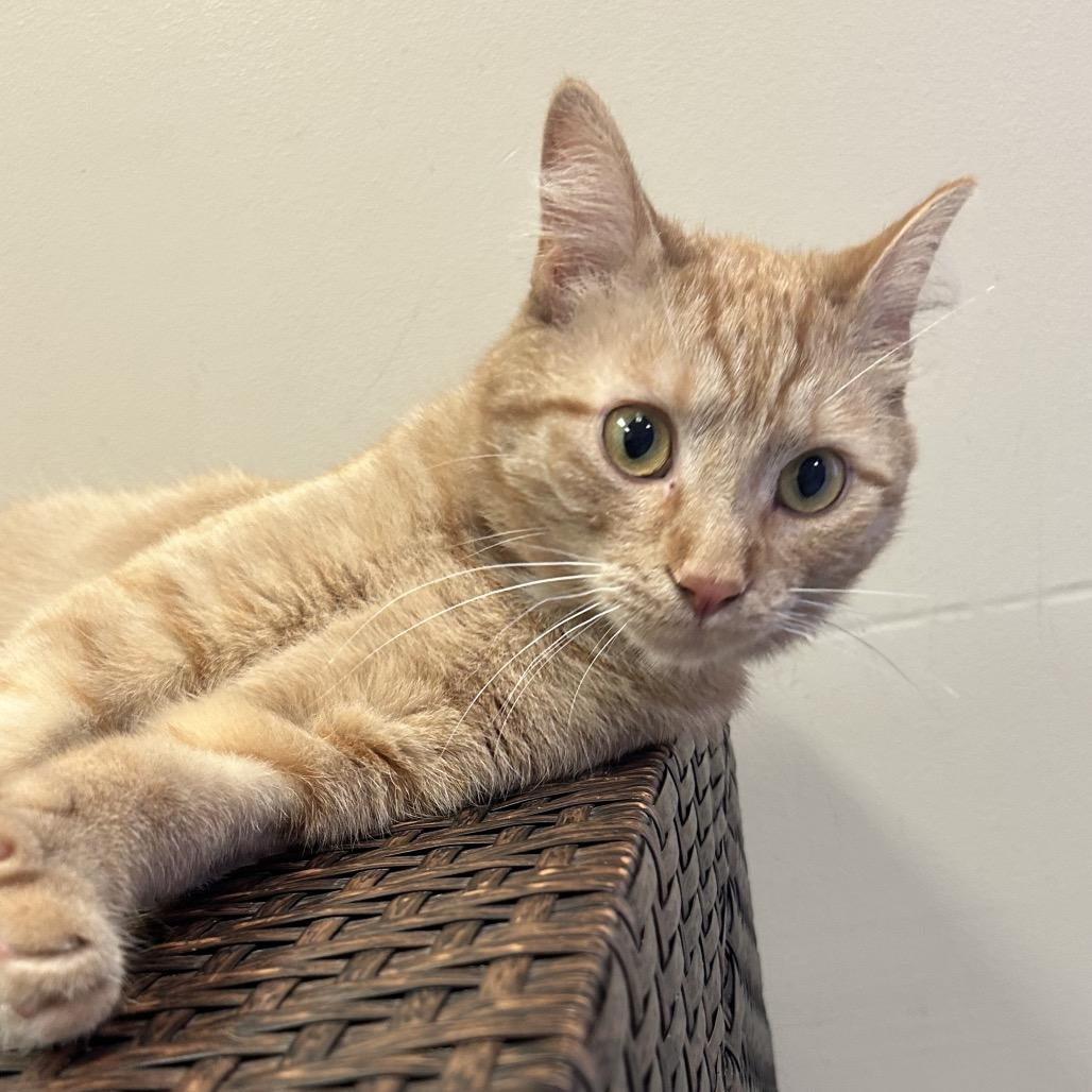 Enlarge Squirrel, a Adoptable Domestic Short Hair in Norfolk, NE image 2/4
