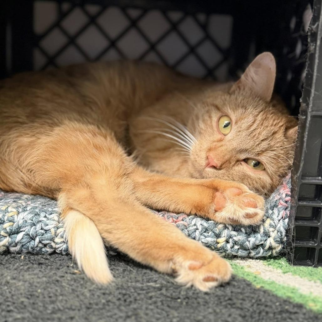 Squirrel, Adoptable, Adult Male Domestic Short Hair.