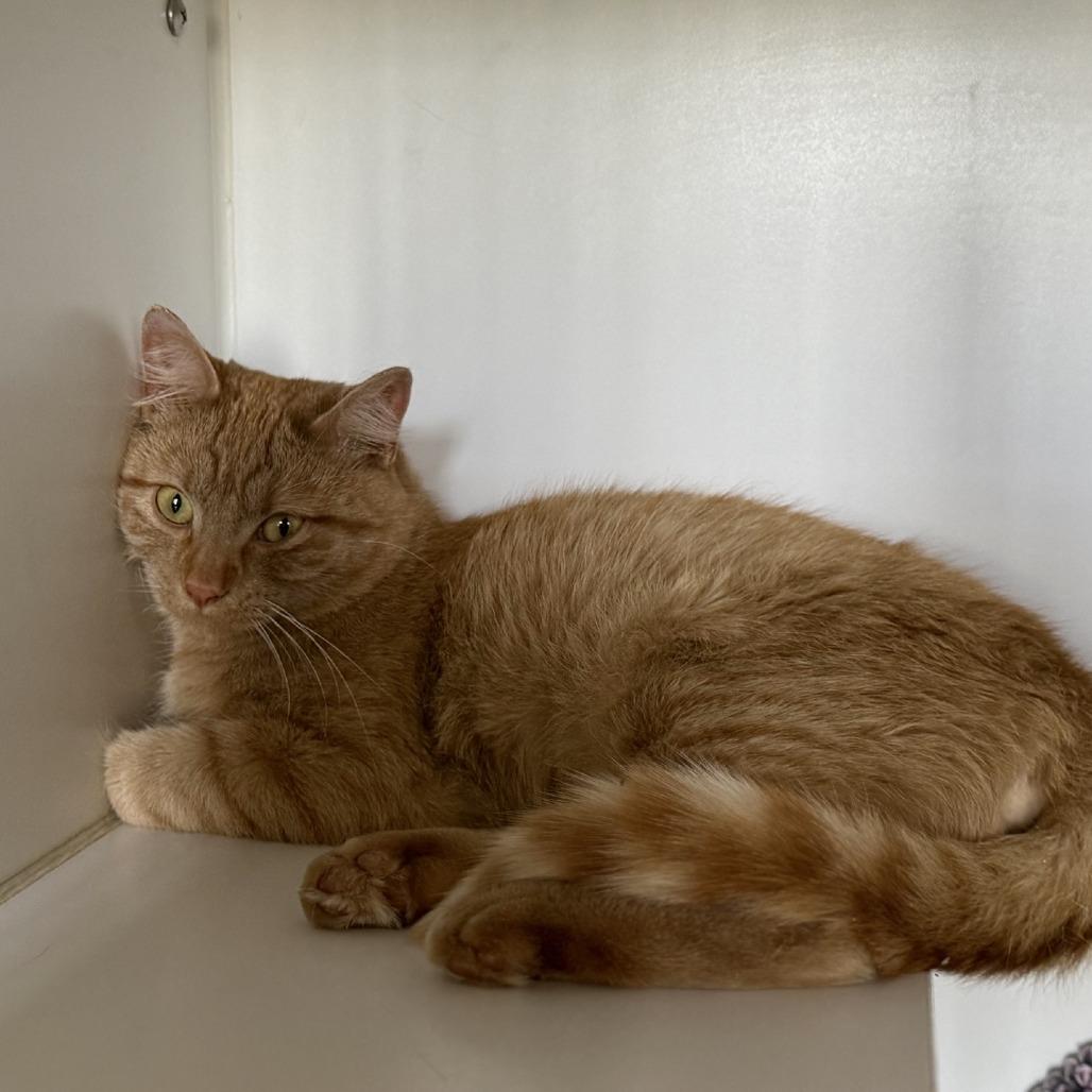 Enlarge Squirrel, a Adoptable Domestic Short Hair in Norfolk, NE image 2/2