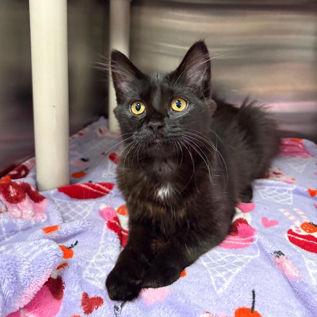Vise, Adoptable, Kitten Female Domestic Medium Hair.