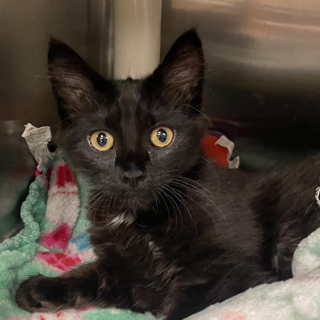 Vise, a Adoptable Domestic Medium Hair in Keizer, OR image 2/4