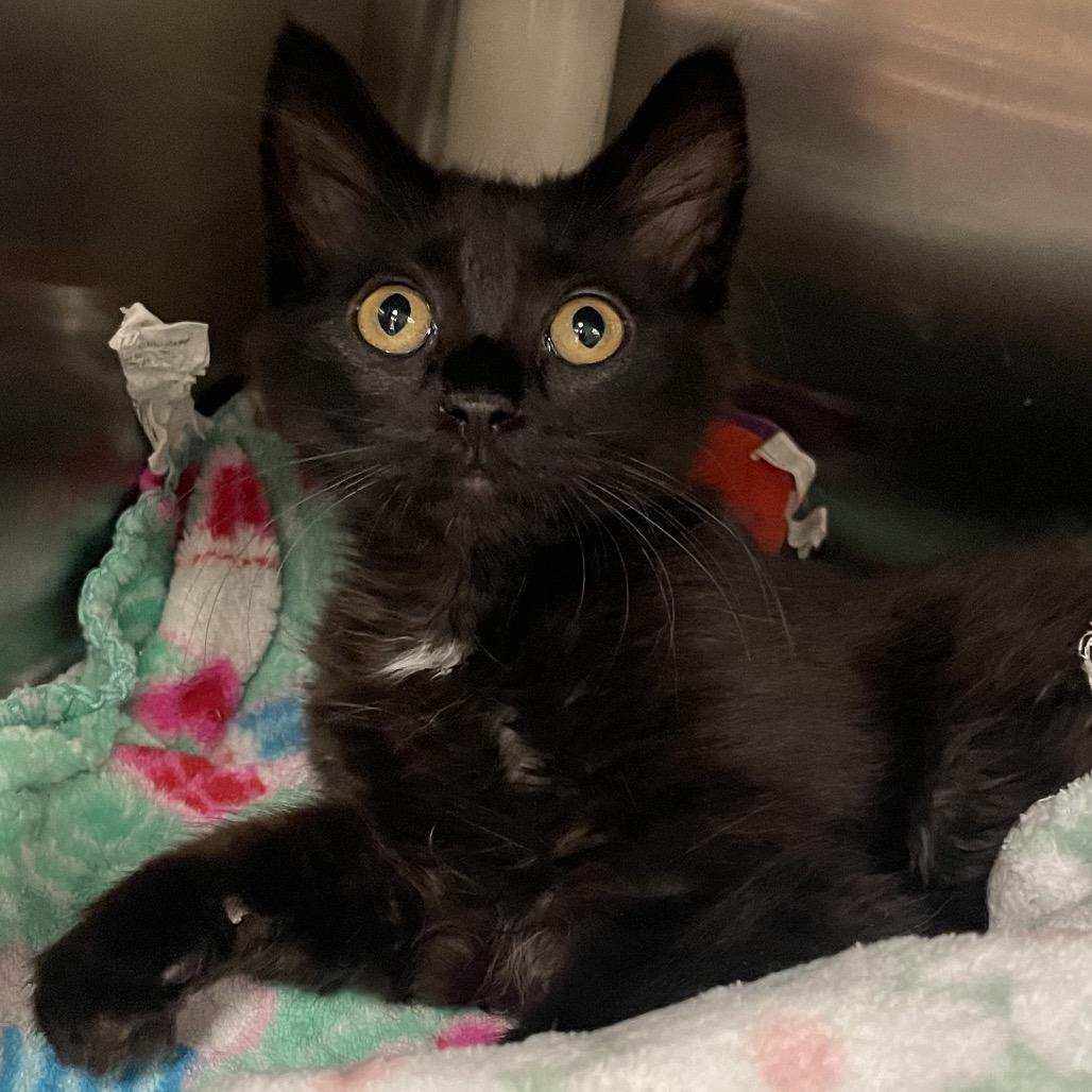 Vise, a Adoptable Domestic Medium Hair in Keizer, OR image 3/4