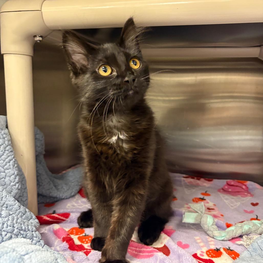 Vise, a Adoptable Domestic Medium Hair in Keizer, OR image 4/4