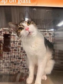 Stellar, Adopted, Adult Female Domestic Short Hair & Tabby.