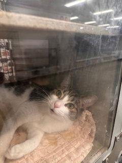 Enlarge Stellar, a Adopted mixed breed in Fayetteville, GA image 2/3