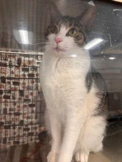 Enlarge Stellar, a Adopted mixed breed in Fayetteville, GA image 3/3