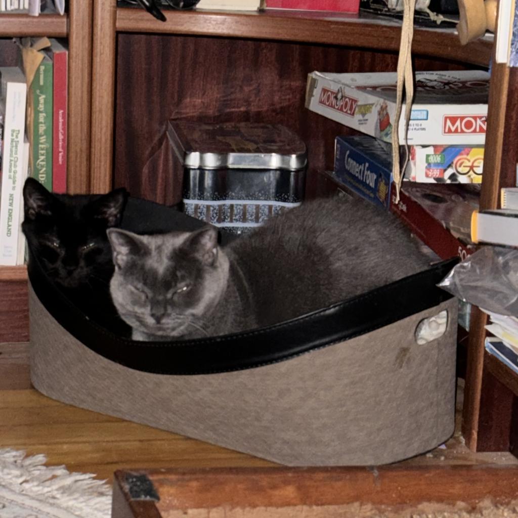 Pam, Adoptable, Senior Female Domestic Short Hair.