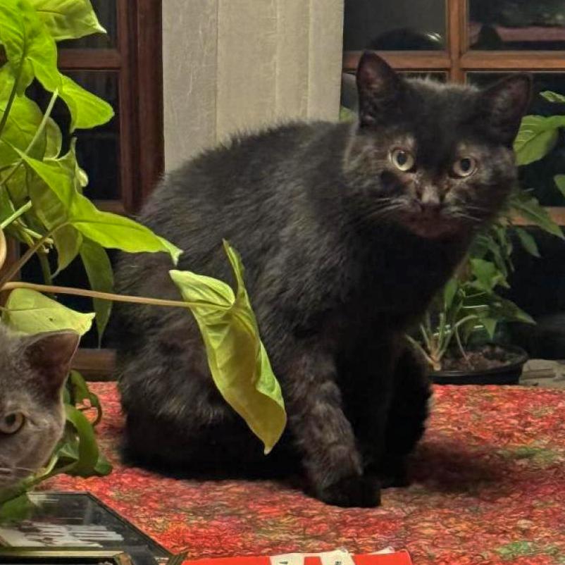 Enlarge Pam, a Adoptable Domestic Short Hair in Wakefield, MA image 2/6
