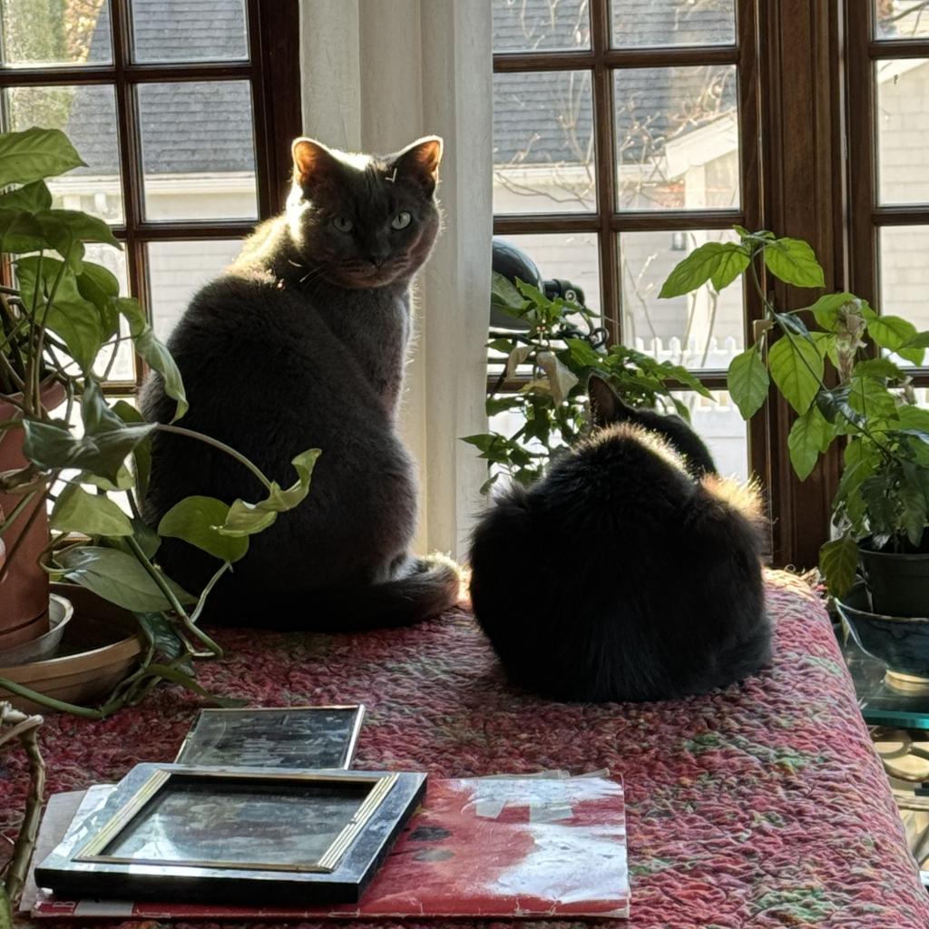 Enlarge Pam, a Adoptable Domestic Short Hair in Wakefield, MA image 2/6