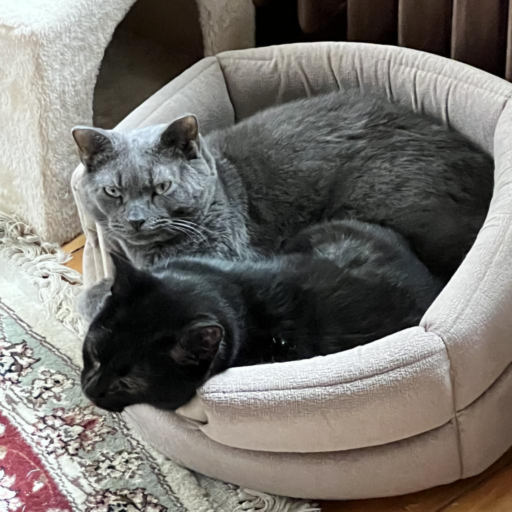 Enlarge Pam, a Adoptable Domestic Short Hair in Wakefield, MA image 3/6