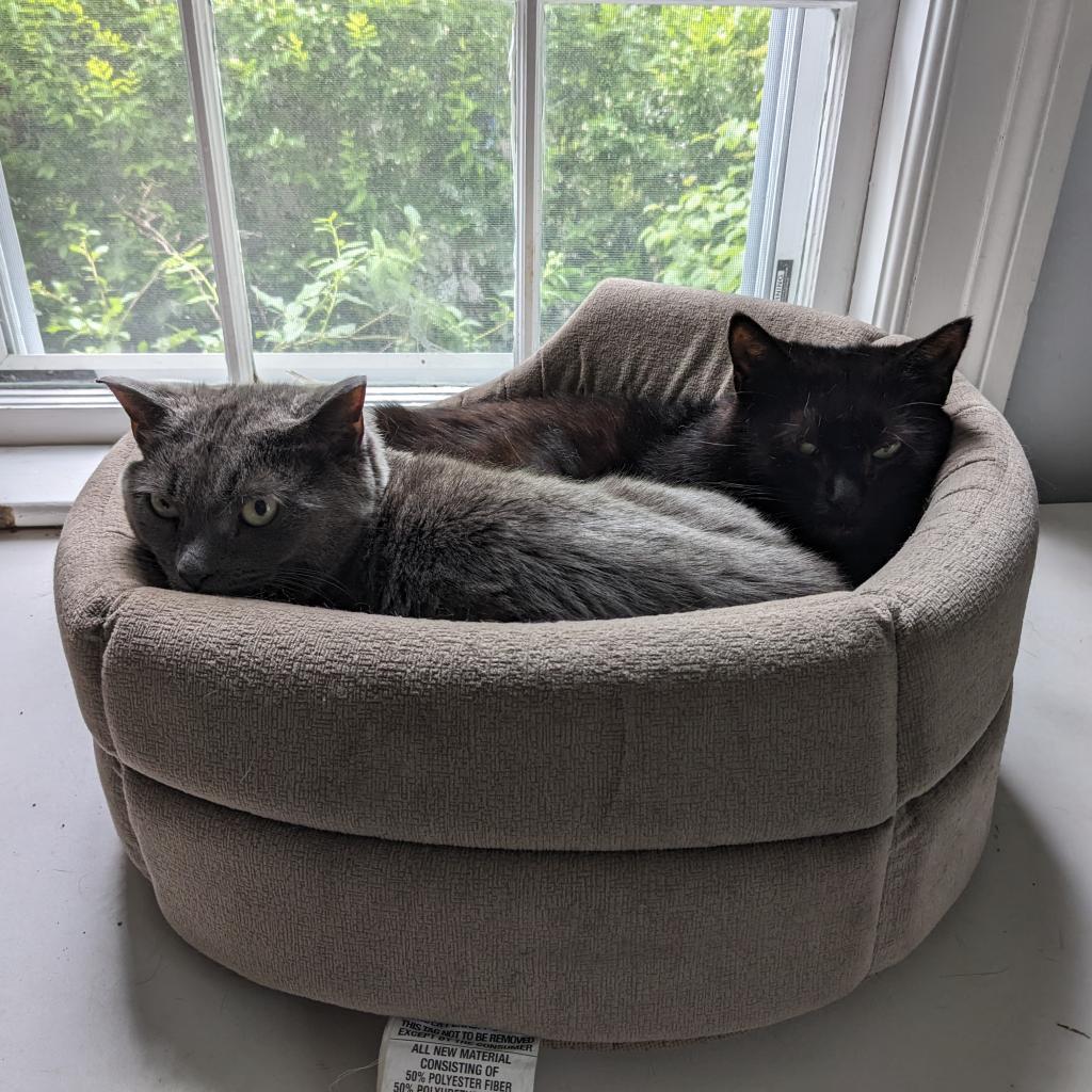 Enlarge Pam, a Adoptable Domestic Short Hair in Wakefield, MA image 4/6