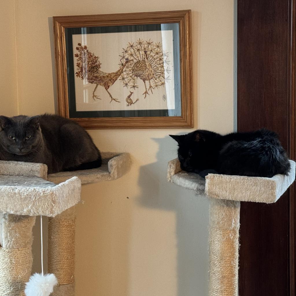 Enlarge Pam, a Adoptable Domestic Short Hair in Wakefield, MA image 5/6