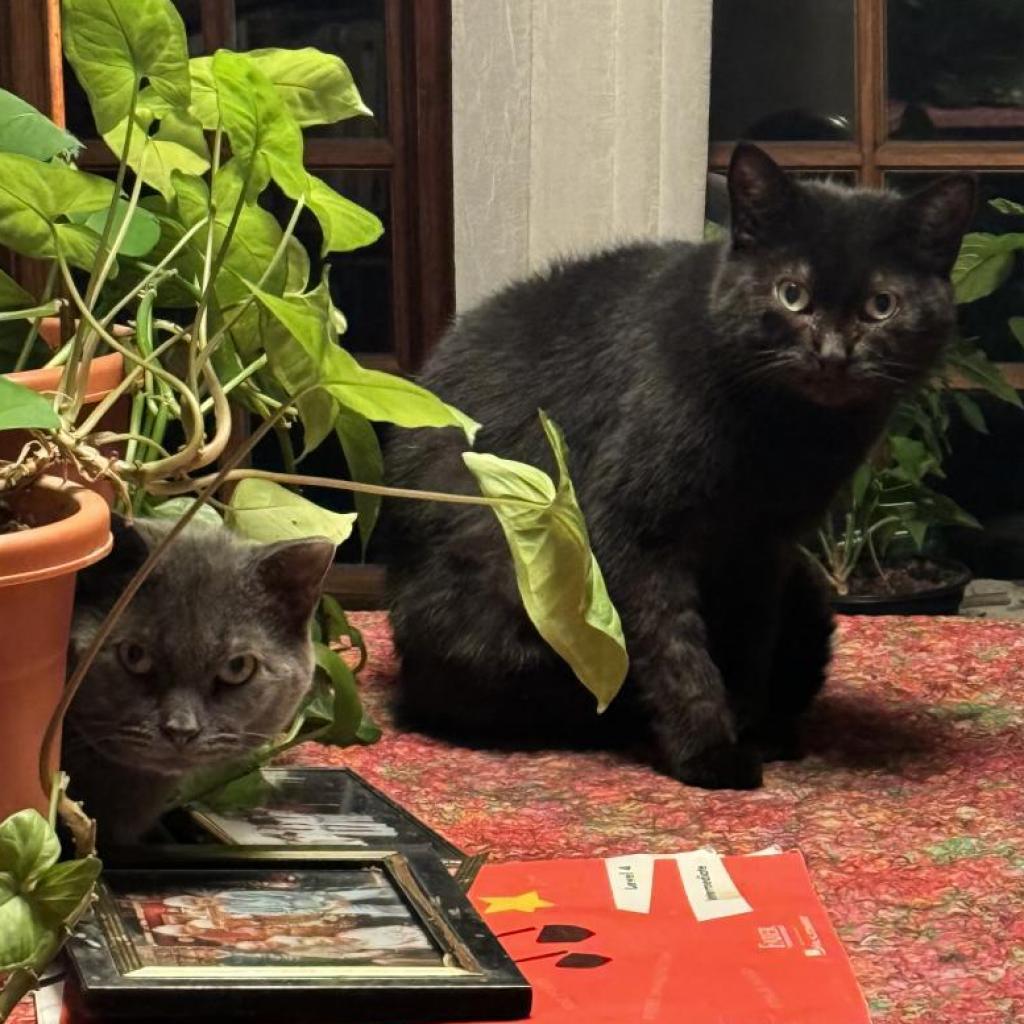 Enlarge Pam, a Adoptable Domestic Short Hair in Wakefield, MA image 6/6