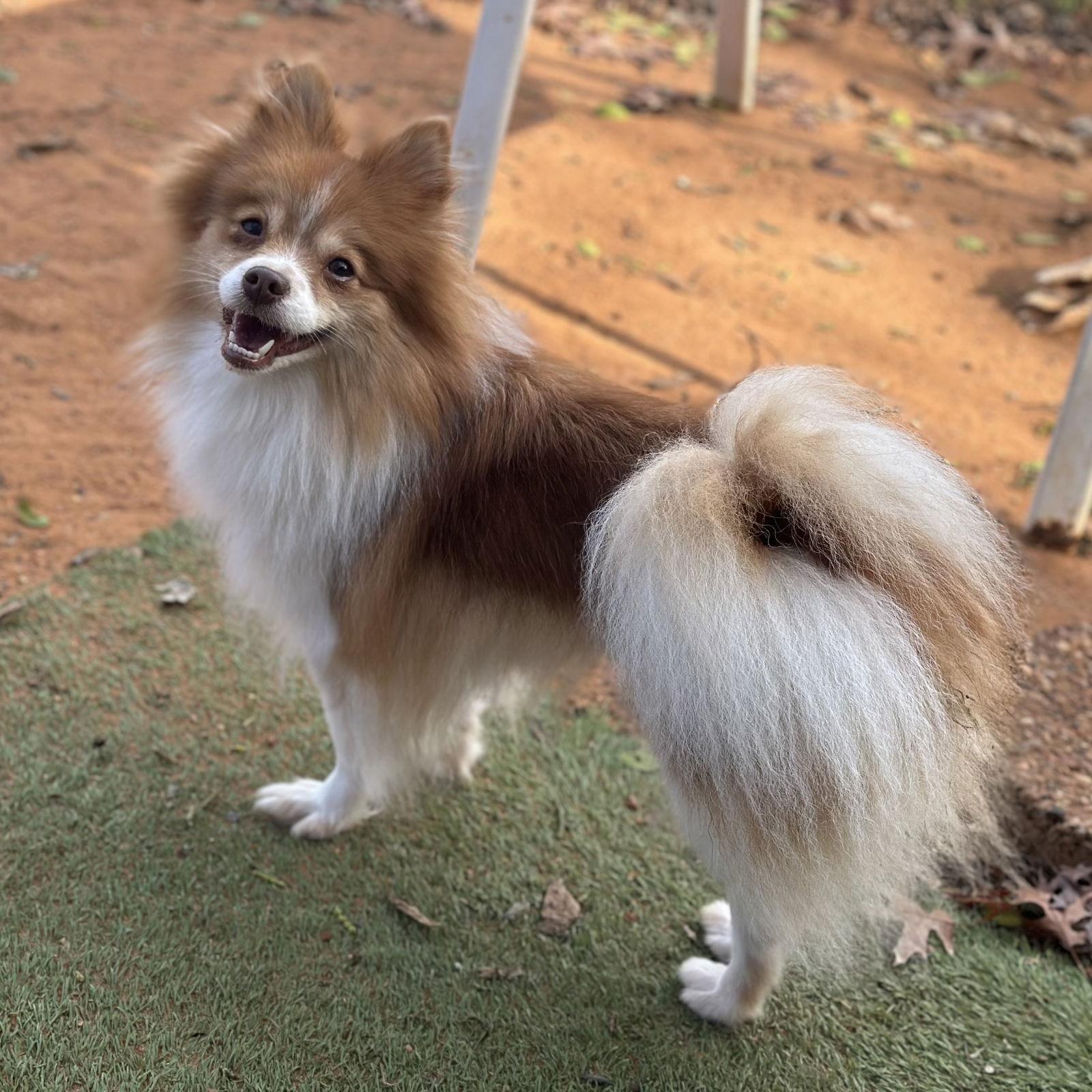 Enlarge Peppermint, a Adoptable Pomeranian in Garland, TX image 1/2